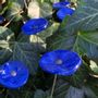 Accessoires de jardinage - Fleur de Verre Bleue Ciel - CARNEOL GLASS
