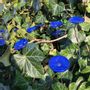 Accessoires de jardinage - Fleur de Verre Bleue Ciel - CARNEOL GLASS