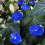 Accessoires de jardinage - Fleur de Verre Bleue Ciel - CARNEOL GLASS