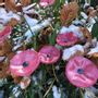 Accessoires de jardinage - Petite fleur ronde en verre rose-noir pour le jardin - CARNEOL GLASS