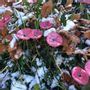 Accessoires de jardinage - Petite fleur ronde en verre rose-noir pour le jardin - CARNEOL GLASS