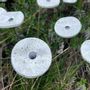 Garden accessories - Small Glass Flower For Outside In White-Black - CARNEOL GLASS