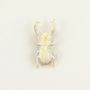 Brooches - Coleoptere brooch in blond horn - L INDOCHINEUR X RIVÊT