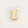 Brooches - Coleoptere brooch in blond horn - L INDOCHINEUR X RIVÊT