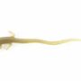 Barrettes - Pic à cheveux lézard en corne noire - L INDOCHINEUR X RIVÊT