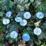Garden accessories - Small Glass Flower For Outside In tr.-turquoise- white - CARNEOL GLASS