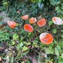 Garden accessories - Calla Flower For Outside In Cream-Orange - CARNEOL GLASS