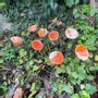 Garden accessories - Calla Flower For Outside In Cream-Orange - CARNEOL GLASS