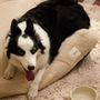Pet accessories - PET ACCESORIES - CALMA HOUSE