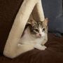 Pet accessories - PET ACCESORIES - CALMA HOUSE