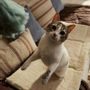Pet accessories - PET ACCESORIES - CALMA HOUSE
