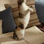 Pet accessories - PET ACCESORIES - CALMA HOUSE