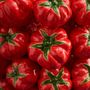 Vases - Vase Tomates S - WERNS