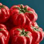 Vases - Vase Tomates S - WERNS