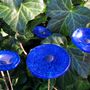 Accessoires de jardinage - Petite fleur ronde en verre de couleur bleu foncé, bleu clair - CARNEOL GLASS