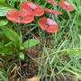 Floral decoration - Round small flower for outdoor use in transparent, red - CARNEOL GLASS