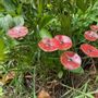 Floral decoration - Round small flower for outdoor use in transparent, red - CARNEOL GLASS