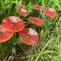 Floral decoration - Round small flower for outdoor use in transparent, red - CARNEOL GLASS
