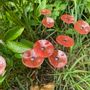 Floral decoration - Round small flower for outdoor use in transparent, red - CARNEOL GLASS