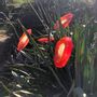 Floral decoration - Red-White large (18cm) swirling outdoor flower - CARNEOL GLASS