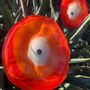 Floral decoration - Red-White large (18cm) swirling outdoor flower - CARNEOL GLASS
