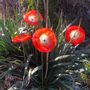 Floral decoration - Red-White large (18cm) swirling outdoor flower - CARNEOL GLASS