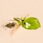 Scent diffusers - White tea scented stick diffuser 100ml - TANDEM FRAGRANCES