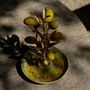 Platter and bowls - ELAIS Olive & Olive Oil Serving Plate - ATELIER TERRA MADRE
