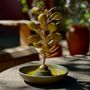 Platter and bowls - ELAIS Olive & Olive Oil Serving Plate - ATELIER TERRA MADRE