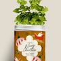 Décorations florales - Kit à semer - Merry Christmas - DIAIWAIE