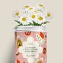 Floral decoration - Sowing Kit - Magic is being together - DIAIWAIE