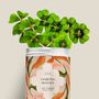 Décorations florales - Kit à semer - Hakuna matata - DIAIWAIE