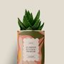 Gifts - D'amour et d'eau fraîche - Mini Aloé - DIAIWAIE