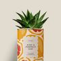 Gifts - Juste a perfect day - Mini Aloé - DIAIWAIE