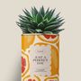 Cadeaux - Juste a perfect day - Maxi aloé - DIAIWAIE