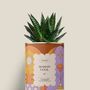 Gifts - Maman cool - Mini Aloé - DIAIWAIE