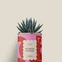 Gifts - Woman power - Mini Aloé - DIAIWAIE