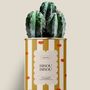 Cadeaux - Bisou bisou - Maxi Cactus - DIAIWAIE