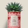 Gifts - FEEL GOOD QUEEN - Maxi Aloé - DIAIWAIE