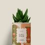 Gifts - G.R.L P.W.R - Mini Aloé - DIAIWAIE