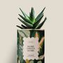 Gifts - Home Green Home - Mini Aloé - DIAIWAIE