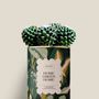 Gifts - Home Green Home - Mini Cactus - DIAIWAIE