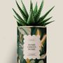 Gifts - Home Green Home - Maxi Aloé - DIAIWAIE