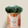 Cadeaux - Maman Chérie - Mini Cactus - DIAIWAIE
