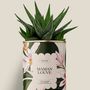 Gifts - Maman Louve - Mini Aloé - DIAIWAIE