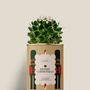 Gifts - Merry Chrismas - Mini Cactus - DIAIWAIE