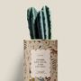Cadeaux - Ferme les yeux, fais un vœu - Mini Cactus - DIAIWAIE