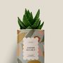 Cadeaux - Jardin secret - Mini Aloé - DIAIWAIE