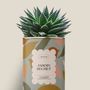 Cadeaux - Jardin secret - Maxi Aloé - DIAIWAIE