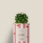 Cadeaux - La vie en rose - Mini Cactus - DIAIWAIE